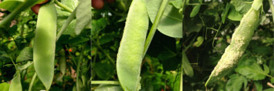 severe edema symptoms on pea pods