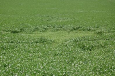 pea-root-lesion-nematode-2