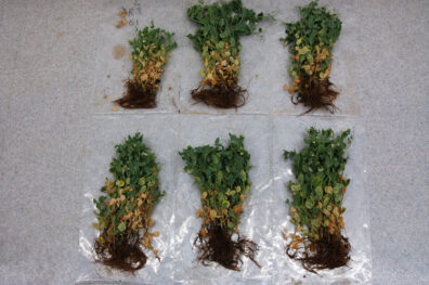 root rot complex symptoms on pea-3
