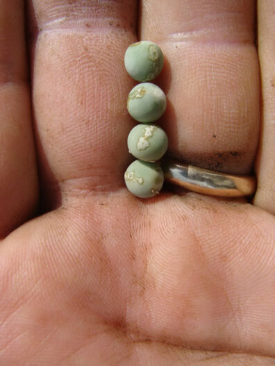 pea seedborne mosaic on pea-1