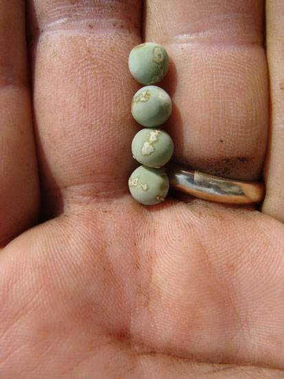 pea seedborne mosaic on pea-1