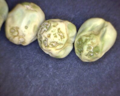 pea seedborne mosaic virus-1