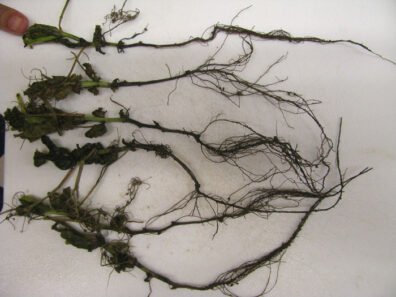 pea-thielaviopsis-root-rot-1