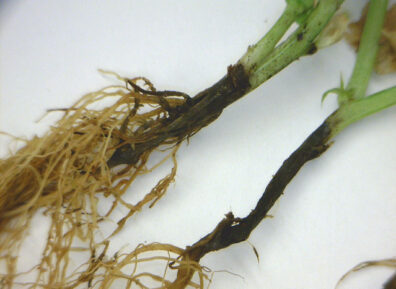 pea-thielaviopsis-root-rot-2