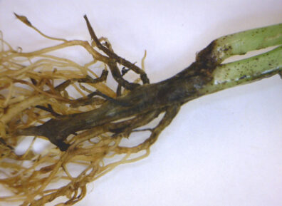 pea-thielaviopsis-root-rot-3