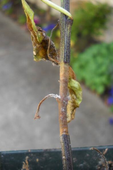 gray mold on pepper-1