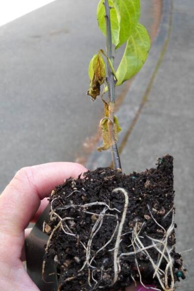 gray mold on pepper-2