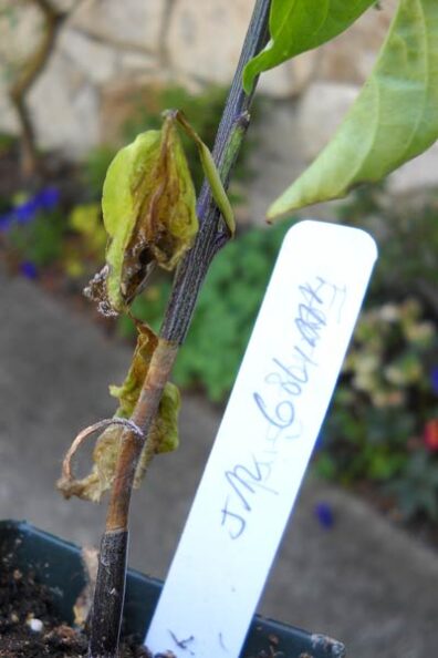 gray mold on pepper-3