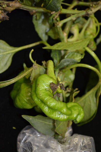 Severe damage to pepper plants caused by broad mites-1