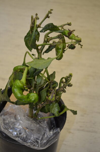 Severe damage to pepper plants caused by broad mites-2