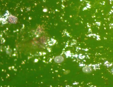 Close-up view of broad mites on pepper-1