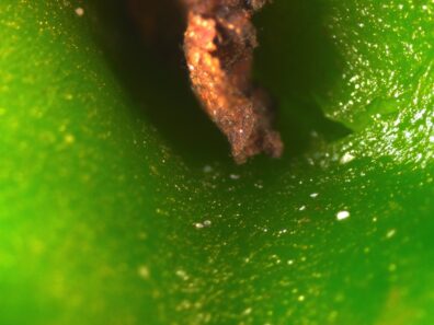 Close-up view of broad mites on pepper-2