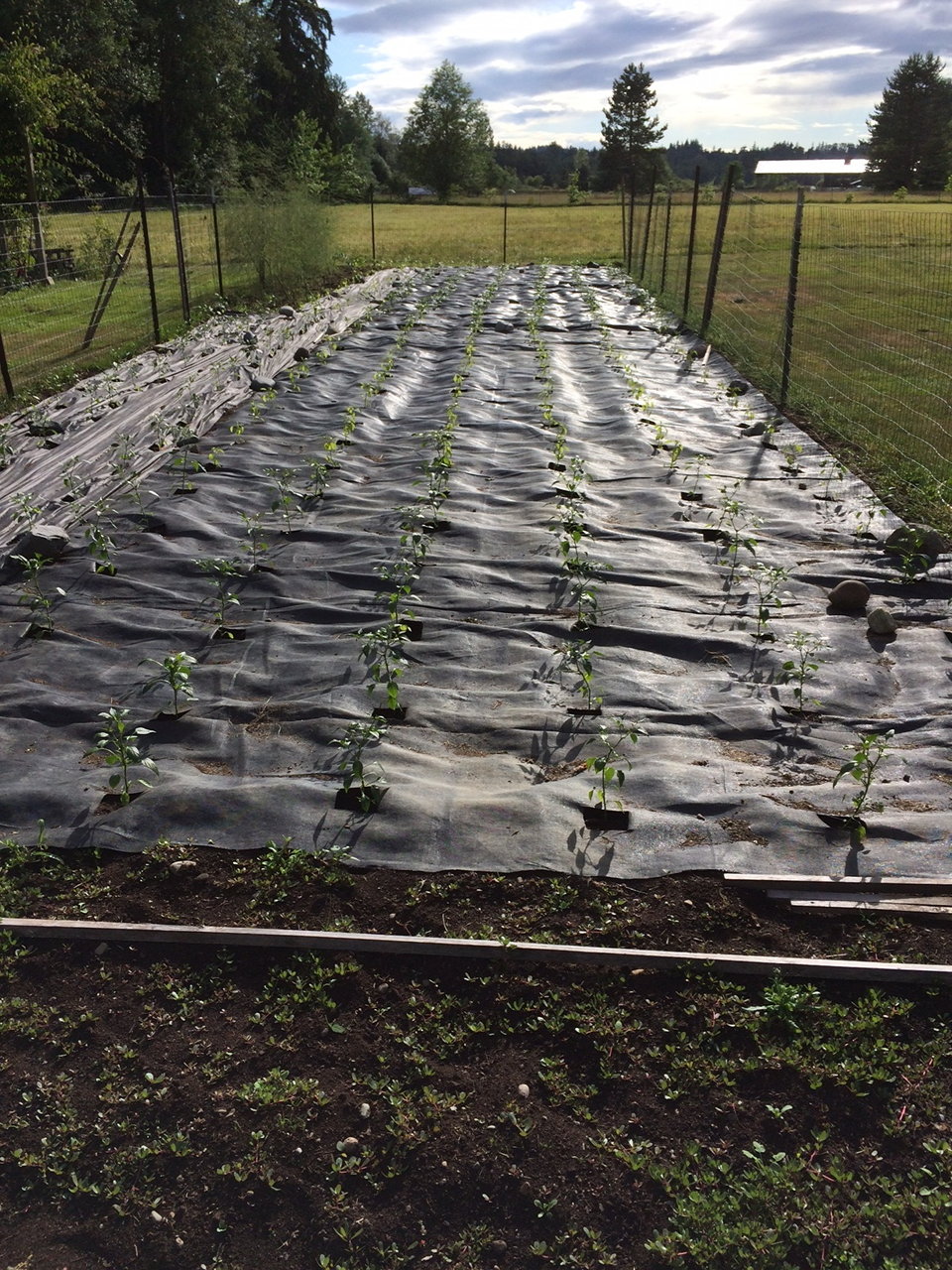 Damage to pepper plants by broad mites-3