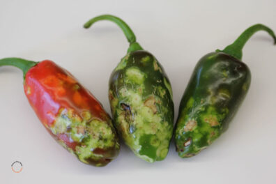pepper showing symptoms from brown marmorated stink bug damage-1