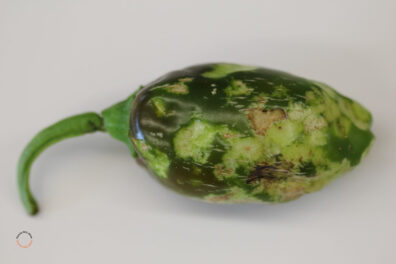 pepper showing symptoms from brown marmorated stink bug damage-2