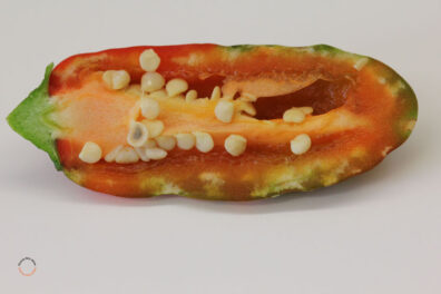 pepper showing symptoms from brown marmorated stink bug damage-4