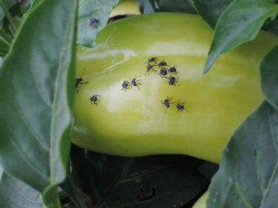 brown marmorated stink bugs feeding on pepper fruit-2