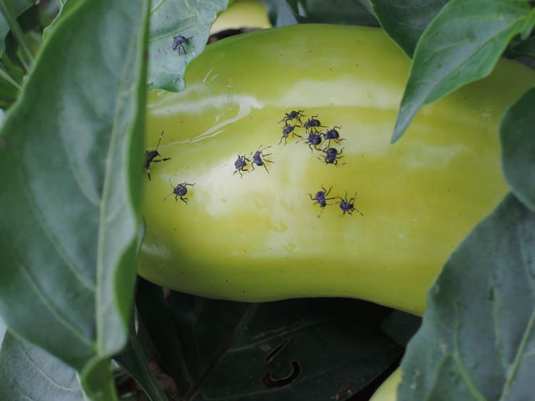 brown marmorated stink bugs feeding on pepper fruit-2