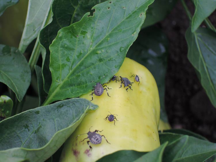 brown marmorated stink bugs feeding on pepper fruit-3