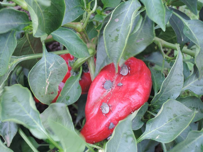 brown marmorated stink bugs feeding on pepper fruit-1