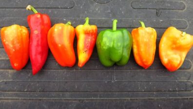 symptoms of feeding injury on pepper fruit from BMSB-1