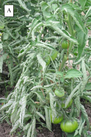 Physiological leaf roll on tomato