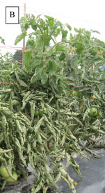 Tomato Physiological leaf roll