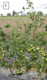 Physiological leaf roll symptoms