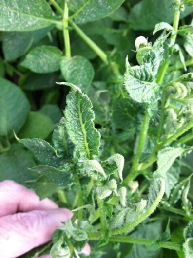 potato herbicide injury