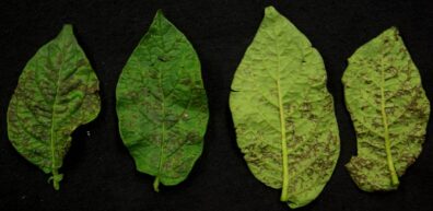 symptoms of PVY on potato leaves
