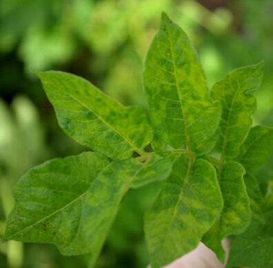 symptoms of PVY on potato