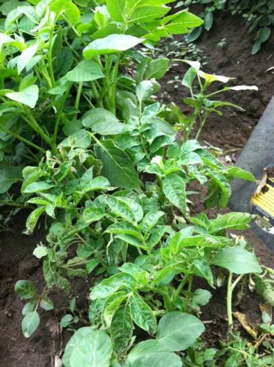 PVY symptoms of PVY infection on the potato clutivar Canela Russet