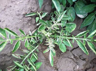 aster yellows symptoms on potato