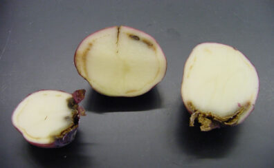 bacterial ring rot symptoms on potato
