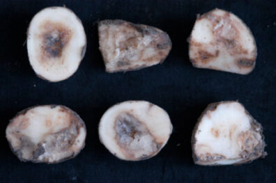 soft rot bacteria on potato seed pieces