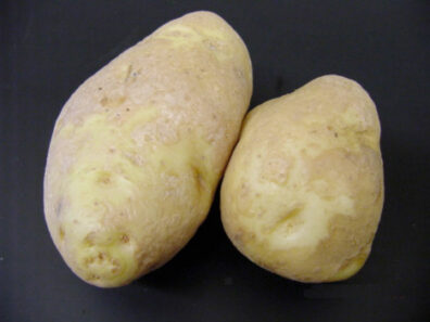 showing puffy appearance of lenticels due to bacterial infection and respiration