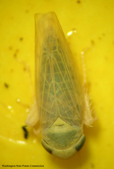 close up view of beet leafhopper