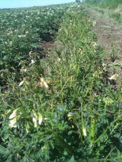 blister beetle damage to potato