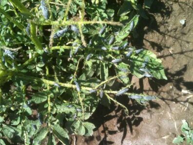 damaged potato caused by blister bettle