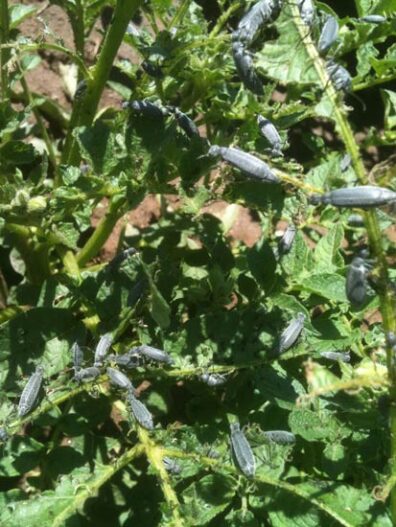 damaged potato field by blister beetle
