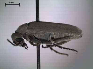 Close up photo of blister beetle