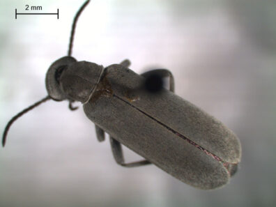 Close up p view of blister beetle