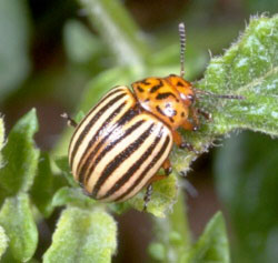 adult Colorado potato beetle-1
