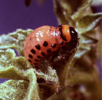 mature larval Colorado potato beetle