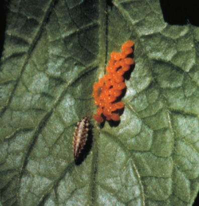 adult Colorado potato beetle