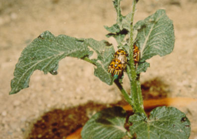adult Colorado potato beetle-2