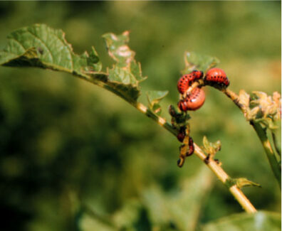 colorado potato beetle larva