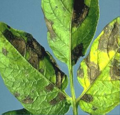 Early blight lesion on a potato leaf