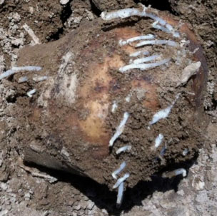 excessive sprouting caused by carrover on potato seed