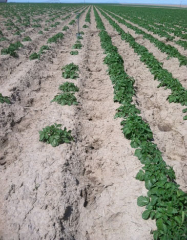 Potato field having blank areas in a field